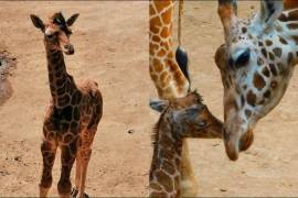 Piden nombrar a la jirafa recién nacida en el Zoológico de Chapultepec