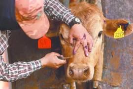 A más de un año y un mes del cierre de la frontera, el sector ganadero nacional se ha visto afectado.