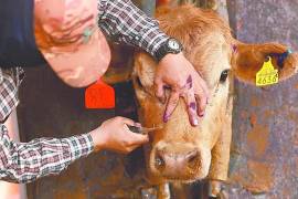 Personal de la Sader y del Senasica revisa protocolos de inspección para reforzar la detección temprana de gusaneras en ganado movilizado en el país.