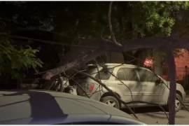 Rachas de hasta 100 km/h por el Frente Frío 41 dejaron 145 incendios, árboles y postes caídos y cortes de luz en Nuevo León