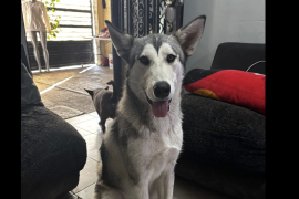 “Lobo” es descrito por su dueña como un perrito sociable, acostumbrado a recorrer la colonia y regresar a casa por su cuenta... pero esta vez no ha vuelto.