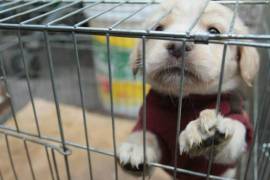 Nueva York prohibirá vender perros y gatos en tiendas de mascotas