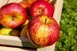 Se salva la producción de manzana