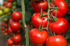 Hoy sabremos si se mantiene cobro de aranceles a tomate