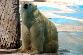 Osa polar Yupik muere tras 25 años en zoológico de México
