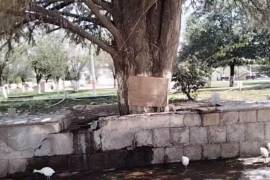 La presencia de garzas migratorias se había convertido en parte del paisaje natural de la plaza de Sabinas.