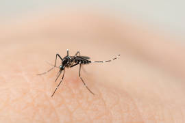 Se aplanó la curva del dengue durante 2020; 24 mil 313 casos y 79 defunciones