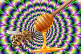 La increíble miel alucinógena
