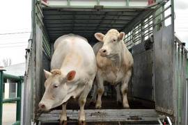 Tráileres para ganado permanecen inactivos tras el cierre de la frontera a la exportación.