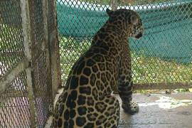 Jaguar fue asegurado en Central de Abastos de León
