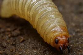 La miasis por C. hominivorax es producida por larvas de moscas que se alimentan de tejido vivo de mamíferos.