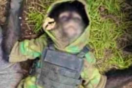 La Fiscalía General de Justicia del Estado de México confirmó la muerte del mono araña, mismo que de acuerdo con diversos medios terminó abrazando a un joven que también fue abatido, quien sería su dueño y era presunto delincuente.
