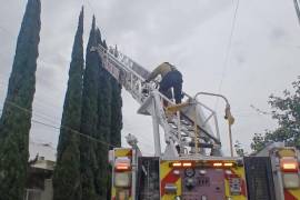 La gatita Tinga pasó varias horas en lo alto de un árbol antes de ser rescatada por los bomberos.