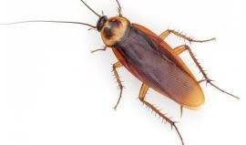 Las cucarachas evolucionan tan rápido que ya son inmunes a los insecticidas... ¡son casi imposibles de matar!