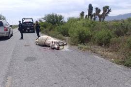 Al arribo de las autoridades, el conductor ya no se encontraba en el lugar, dejando únicamente al animal sin vida tras el impacto.