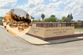 Más de 300 estudiantes fueron retirados del plantel tras registrarse ataques y detectarse varios enjambres en distintas áreas de la escuela, en Nueva Rosita, Coahuila.