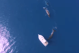 Tres ballenas &quot;danzan&quot; debajo de un yate (Video)