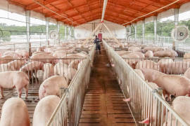 Temen productores de cerdo de EU por represalias mexicanas