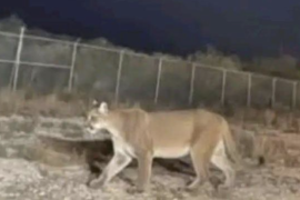 Habitantes del ejido La Leona, en el municipio de Paredón, expresaron su preocupación ante los constantes avistamientos de un puma de gran tamaño.