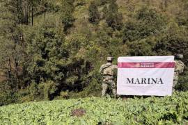 La Secretaría de Marina (Semar) destruye casi 200 mil plantas de amapola en Pueblo Nuevo El Alto, Nayarit.