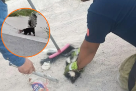 Un zorrillo fue localizado con la cabeza atrapada en un recipiente en Praderas, de Piedras Negras. Bomberos y Protección Civil participaron en las labores de rescate.