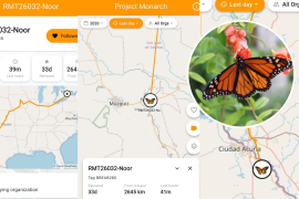 Tres mariposas monarca equipadas con transmisores ingresaron a México por territorio de Coahuila. Los primeros avistamientos de la temporada se concentran en Acuña, Múzquiz (Palaú), Monclova y Cuatro Ciénegas.