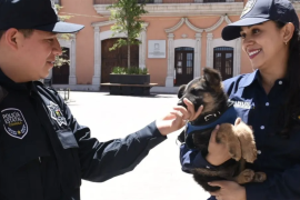 Los binomios K-9 están integrados por oficiales capacitados y perros de razas como Pastor Belga Malinois y Pastor Alemán, seleccionados tras rigurosas evaluaciones de temperamento, salud y socialización.