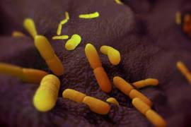 Detectan el primer caso de peste negra en California en cinco años