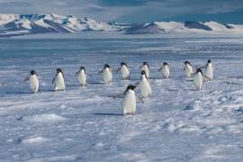 Iceberg causa muerte de 150 mil pingüinos en la Antártica