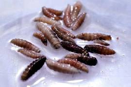 México suma casos humanos de ‘barrenador’ y el brote crece