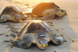 Más vigilancia en playas por anidación de tortugas