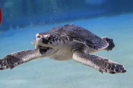 La conservación de la tortuga lora en Tamaulipas continúa registrando resultados históricos.