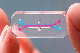 Los científicos, con otras instituciones, ya trabajan en dispositivos similares para pulmón y riñón.