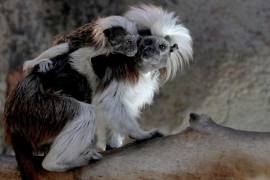 Tenemos las fotos del simpático mono Tití que nació en un zoológico de Guadalajara