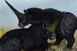 Estudio revela que los unicornios de hace 26 mil años se parecían más a los rinocerontes