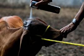 El gusano barrenador ya ronda Coahuila, apenas a unos kilómetros de la frontera con Zacatecas.