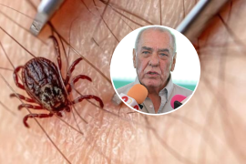 Coahuila acumula 58 casos de rickettsiosis y 42 defunciones durante el año, de acuerdo con la Secretaría de Salud.