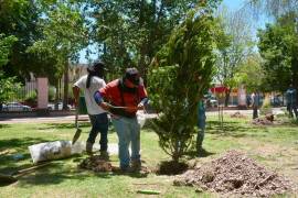 Se prepararon las áreas verdes mediante el retiro de árboles secos y la construcción de borbotones y cajetes.