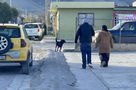 José Xavier, de 8 años, fue mordido por un perro callejero frente a la Escuela Primaria Federal J. Félix Campos Corona.