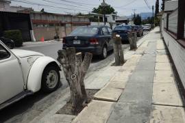 La tala de siete árboles tipo trueno en la colonia República de Saltillo será sancionada por el Gobierno Municipal.