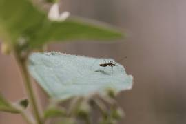 Las altas temperaturas y la humedad en Saltillo facilitan la propagación del mosquito que transmite el dengue, generando preocupación en la comunidad.