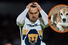 Halo, la Beagle de Ramsey, se perdió durante una estancia familiar en San Miguel de Allende.