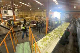 La colaboración con Balam ha permitido a Manzanas Finas El Indio renovar su negocio y fortalecer su competitividad para llevar la manzana chihuahuense a más partes de México y el mundo. FOTO: CORTESÍA