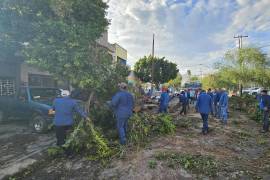 Cuadrillas del Ayuntamiento de Torreón trabajan para retirar árboles y ramas caídas, inspeccionar y limpiar bocas de tormenta, y supervisar el funcionamiento de cárcamos.