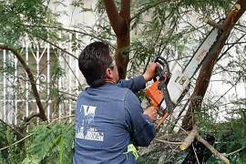 Las lluvias y ráfagas de viento han provocado la caída de árboles y ramas en distintos sectores de Monclova.