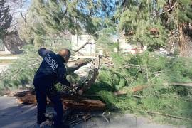 Personal de bomberos trabajaron para retirar un árbol caído sobre una vivienda en la colonia Hacienda del Rosario, tras los fuertes vientos en Parras.