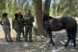 El aseguramiento se realizó en el Bosque Urbano Ejército Mexicano.