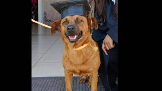 ‘El Cejas’, perrito callejero, también se gradúa de secundaria en Saltillo