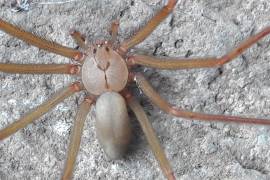 ¿Cuándo inicia la temporada de arañas en México?... cómo saber cuáles son peligrosas y qué hacer si las vemos en casa