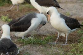 Una hembra de la especie de albatros de Laysan llamada ‘Wisdom’ (d), considerada el ave más vieja del mundo con 74 años, junto a su nueva pareja en el atolón de Midway en Australia.